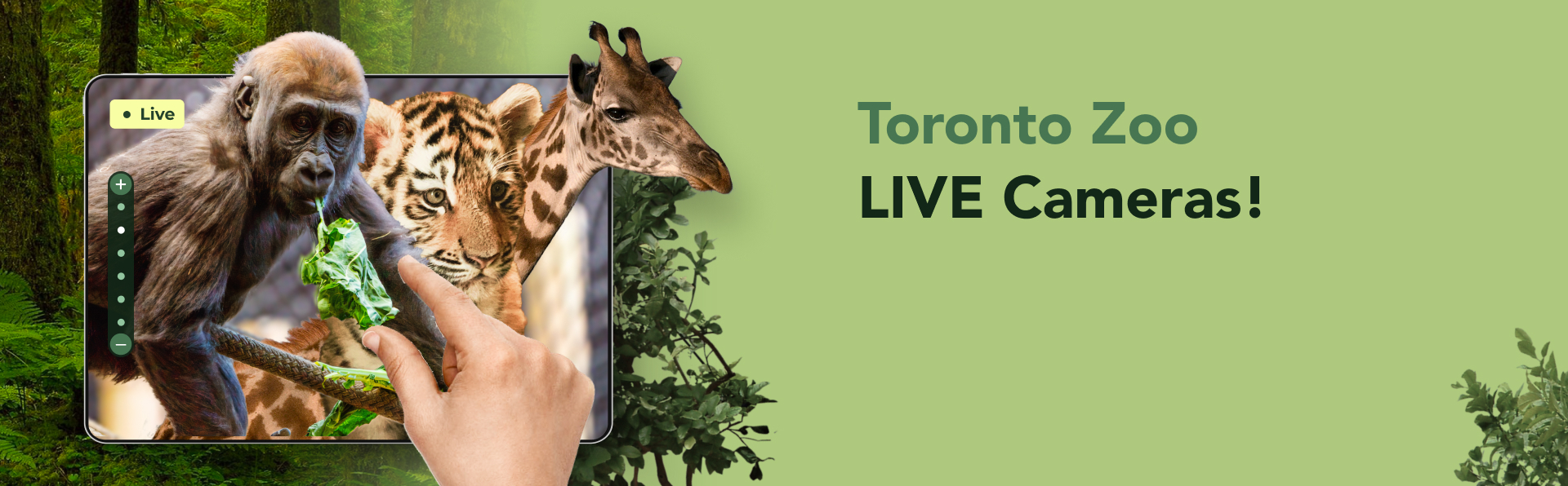 Toronto Zoo Live Cameras!