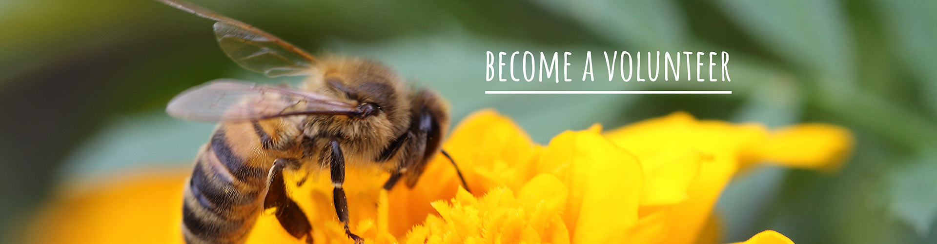 Become A Volunteer