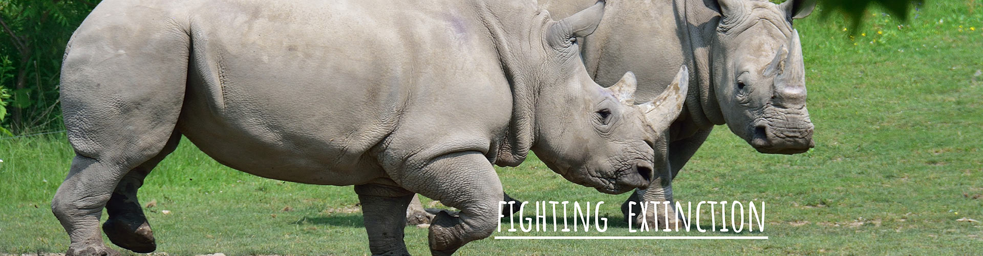 Fighting Extinction0