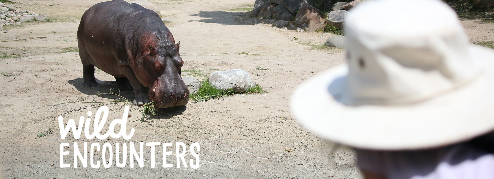 Wild Encounters