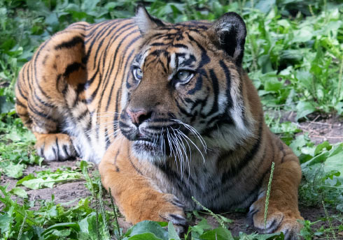 Kemala the tiger crouched in the foliage