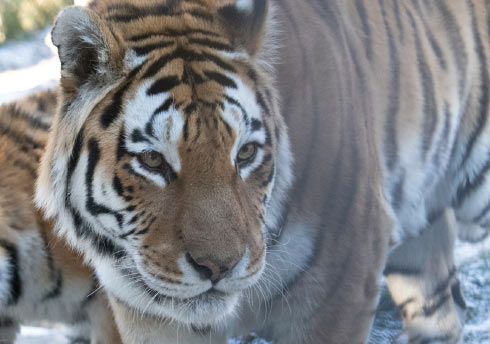 Mazy the tiger standing