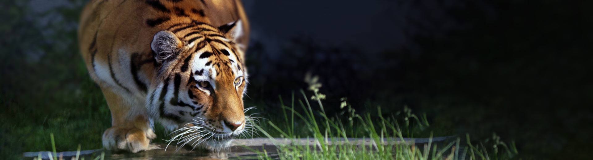 Tiger crouching on a log over a pond