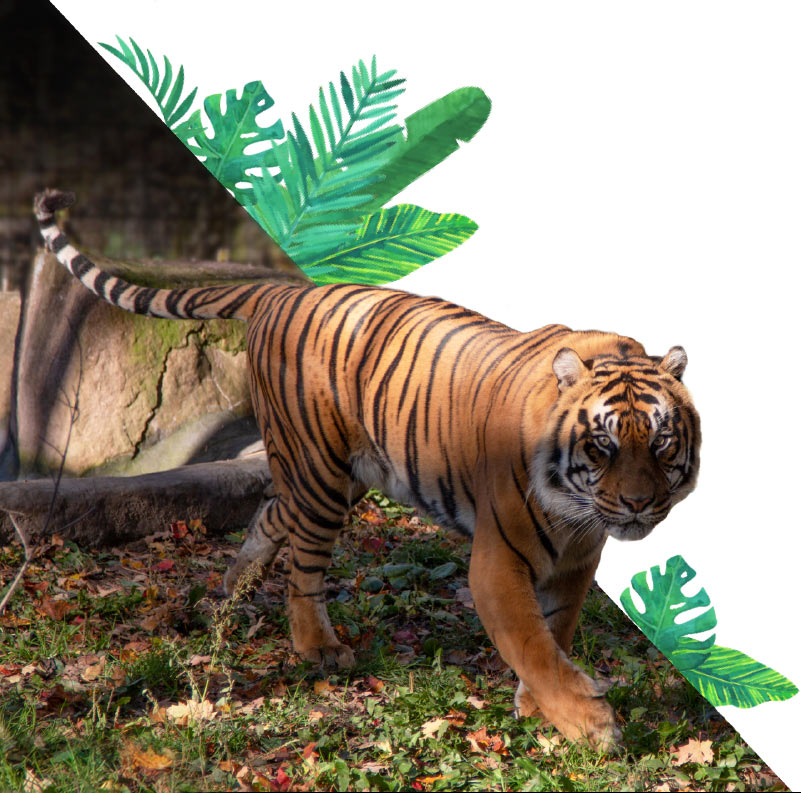 A tiger walking in the grass