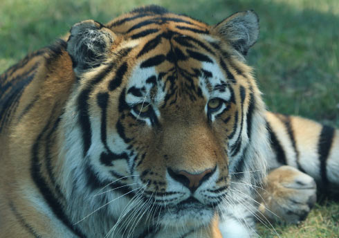 Vasili the tiger laying in the grass