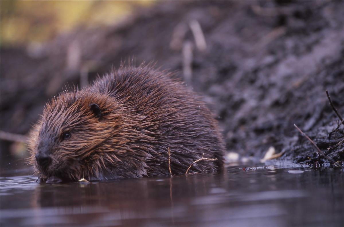 Beaver