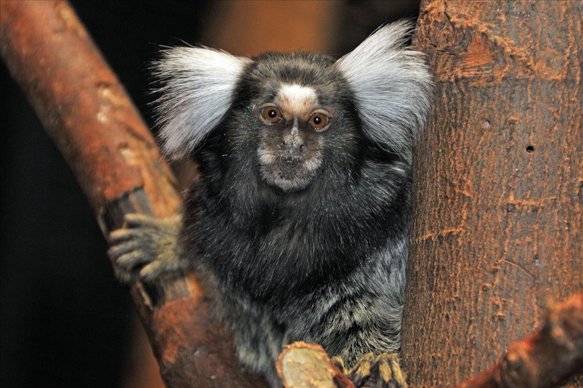 Common Marmoset