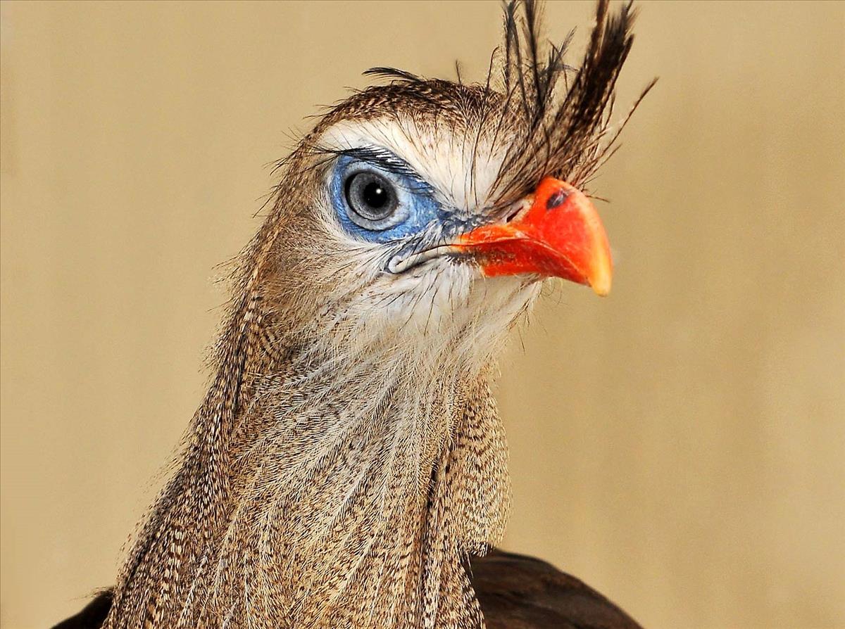 Crested Seriema