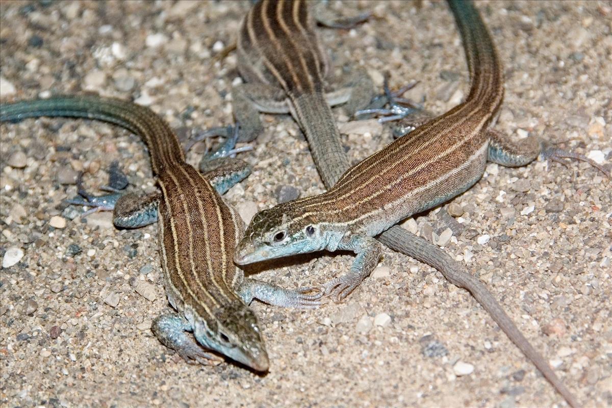 Desert Grassland Whiptail