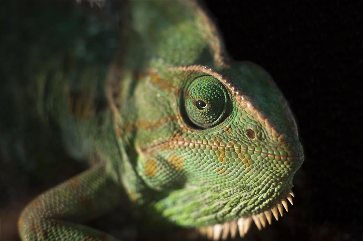 Meller's Chameleon