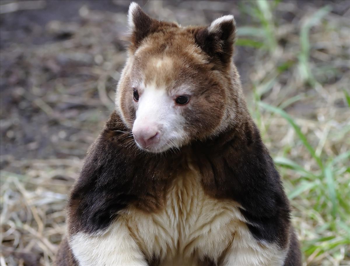 Tree Kangaroo