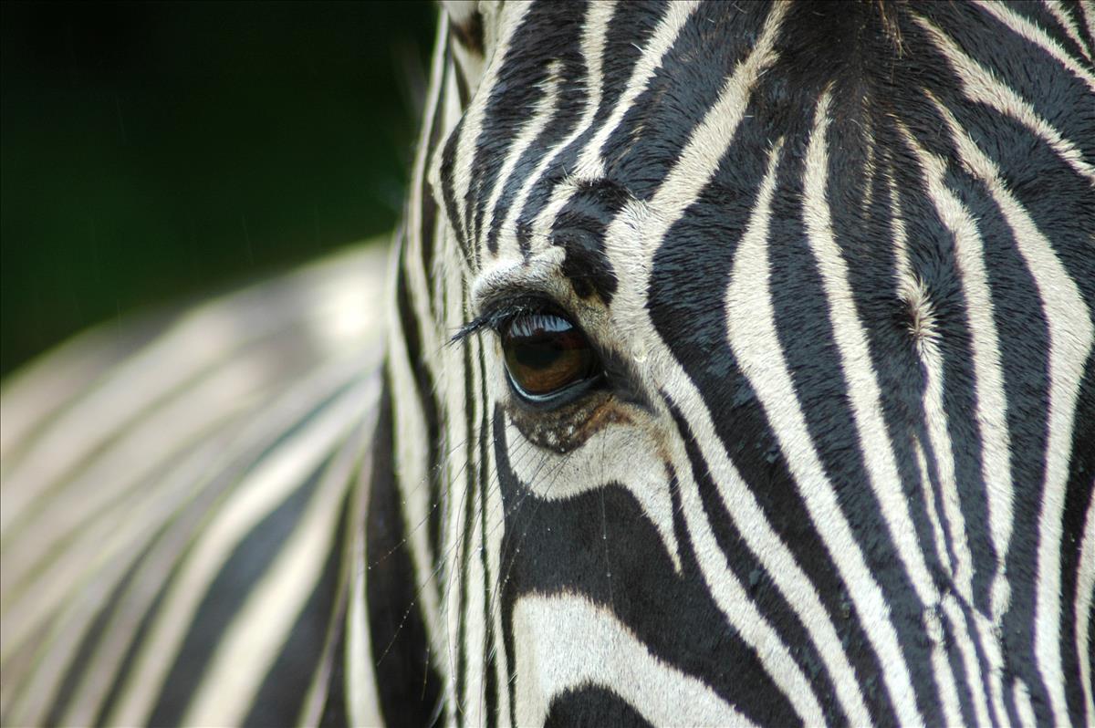 Grevy's Zebra