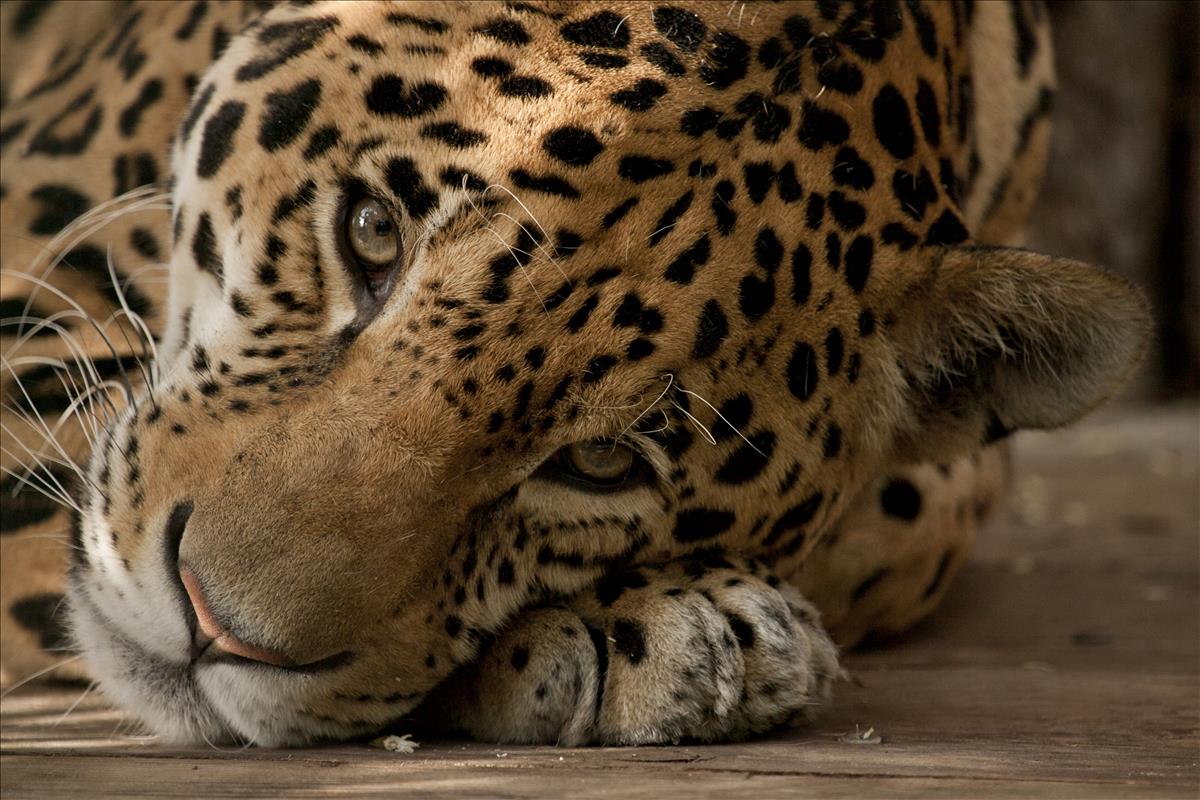Jaguar