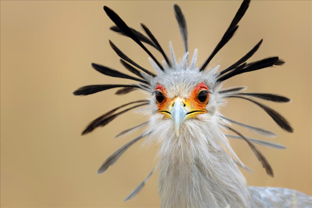Secretary Bird