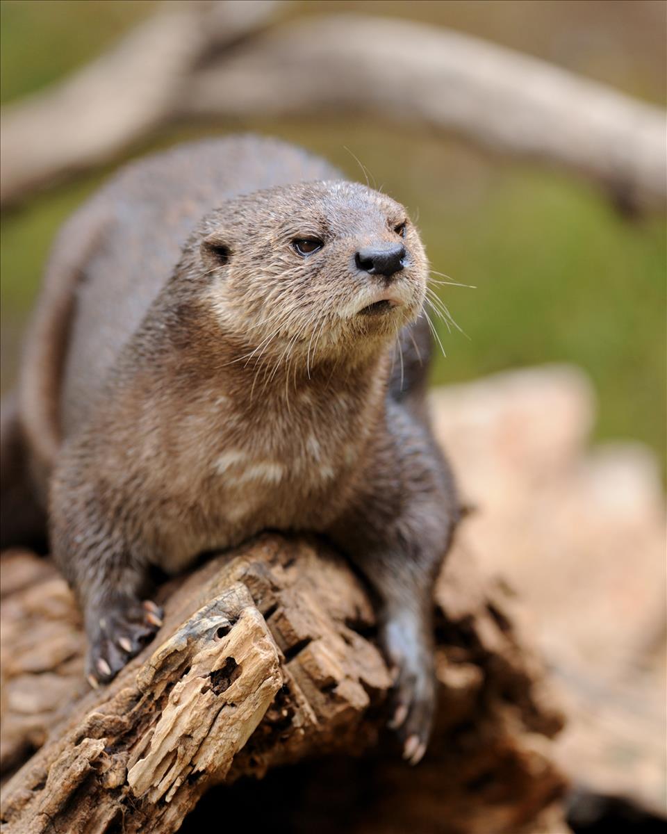 Spotted Necked Otter