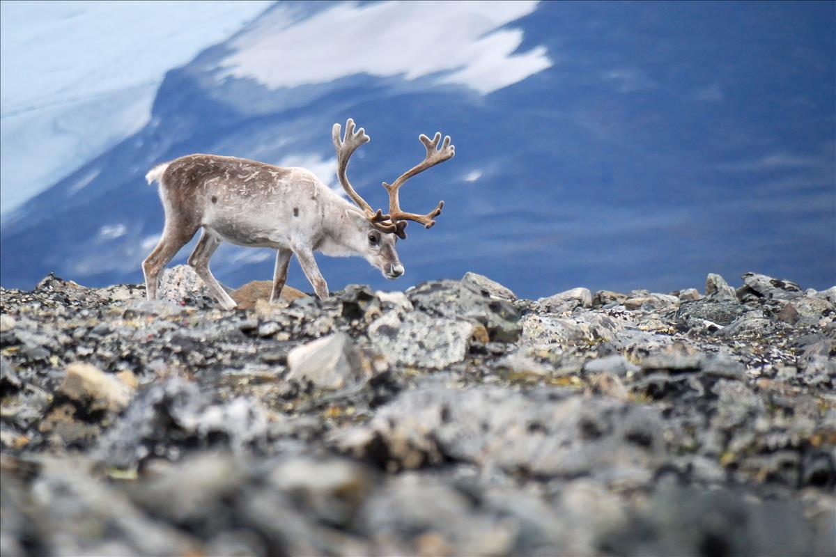European Reindeer