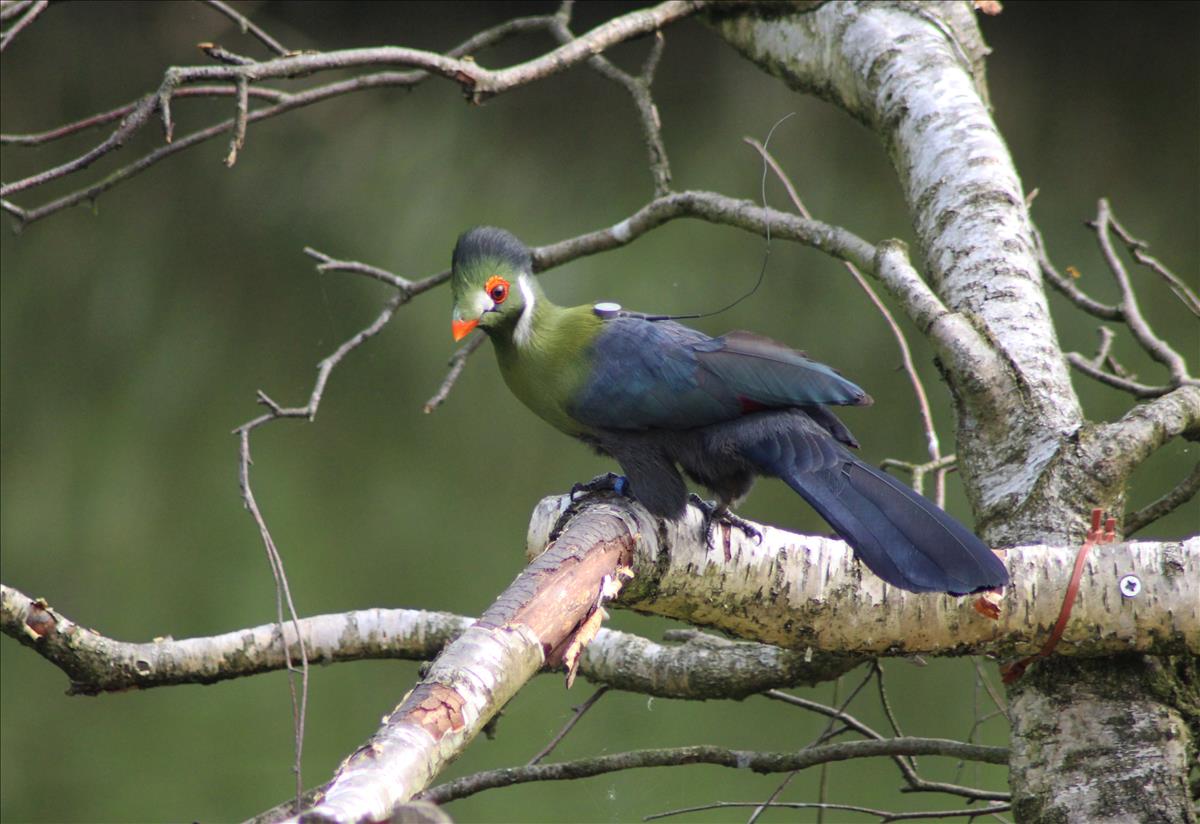 White Cheeked Turaco