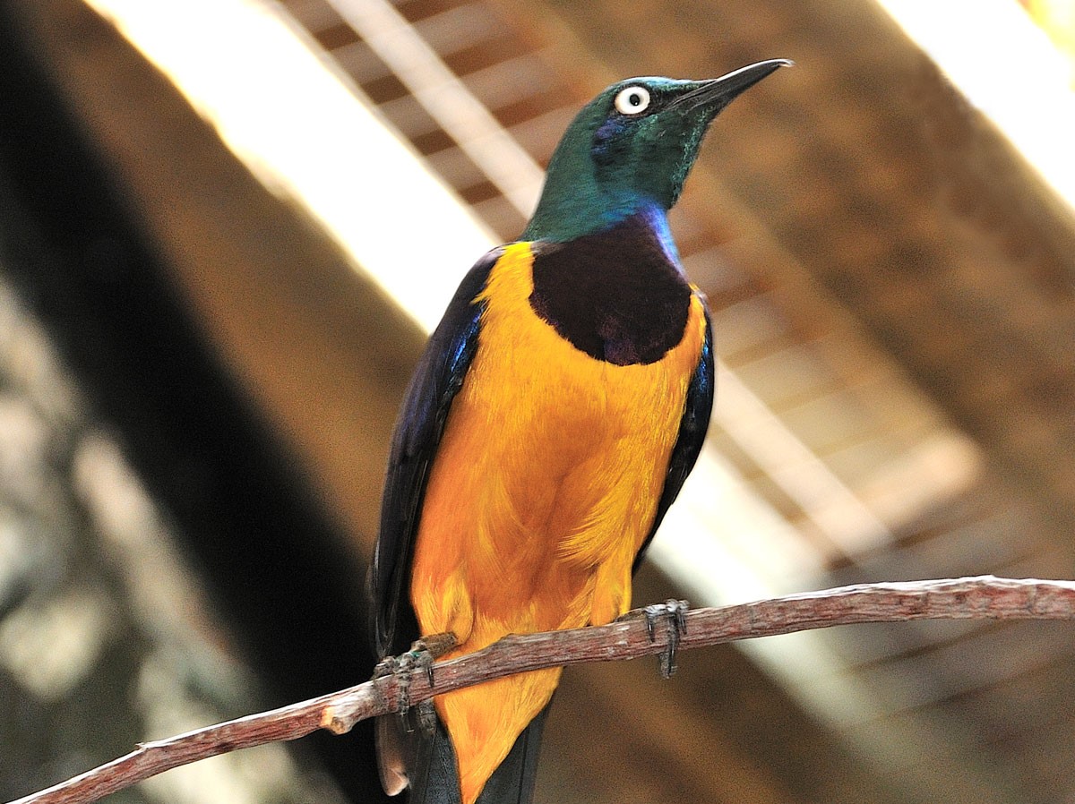 Golden Breasted Starling
