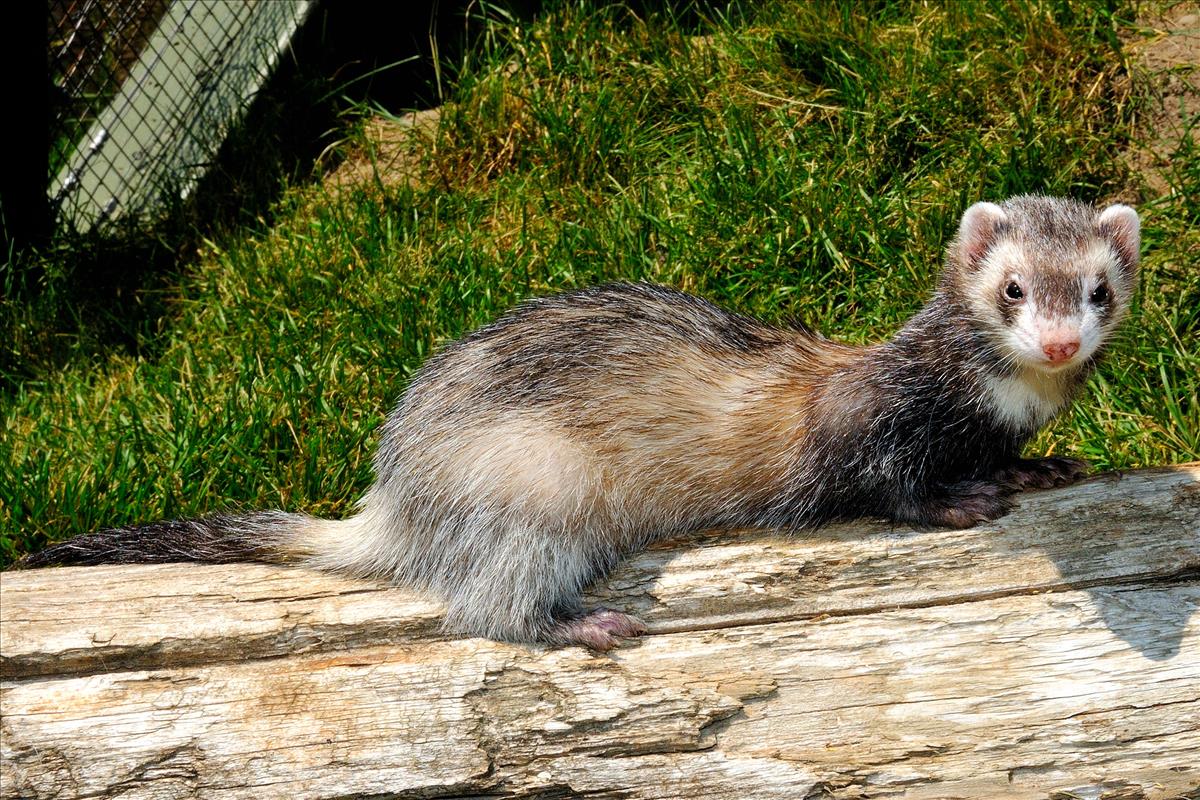 Domestic Ferret