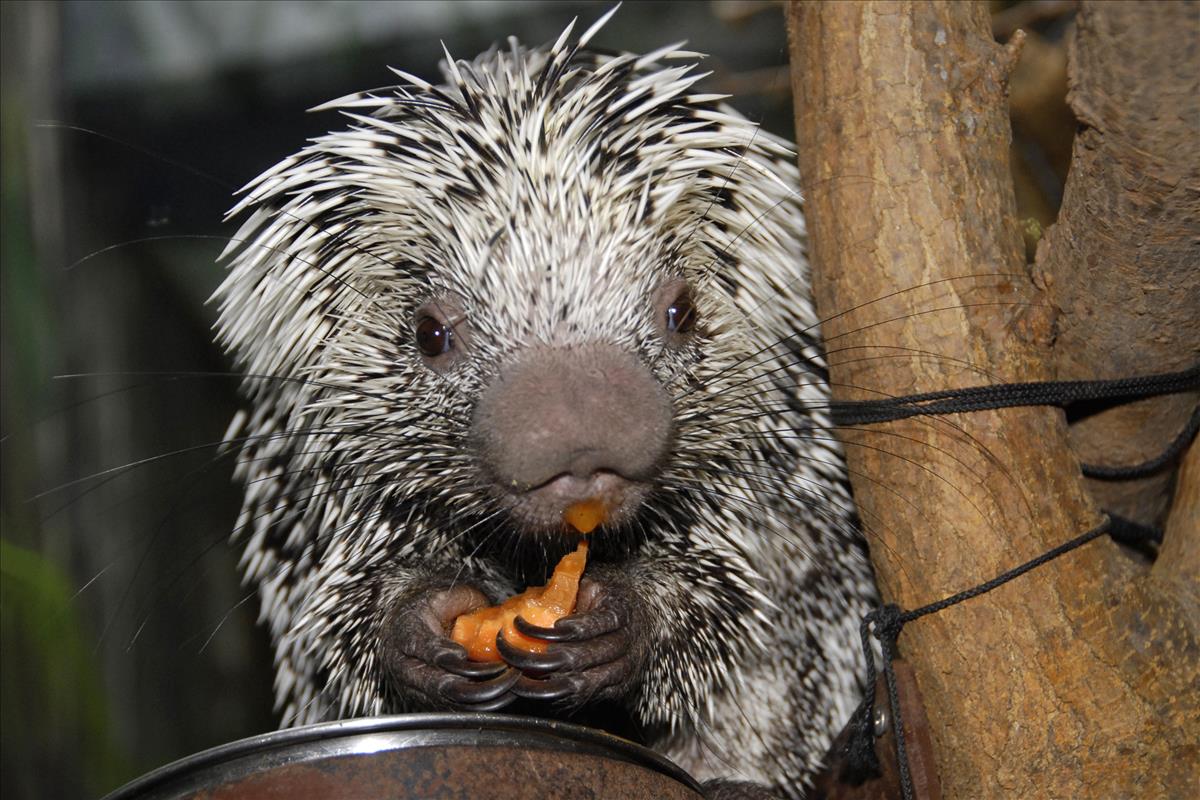 Prehensile-Tailed Porcupine