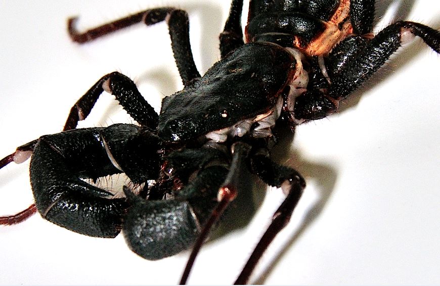 Vinegaroon