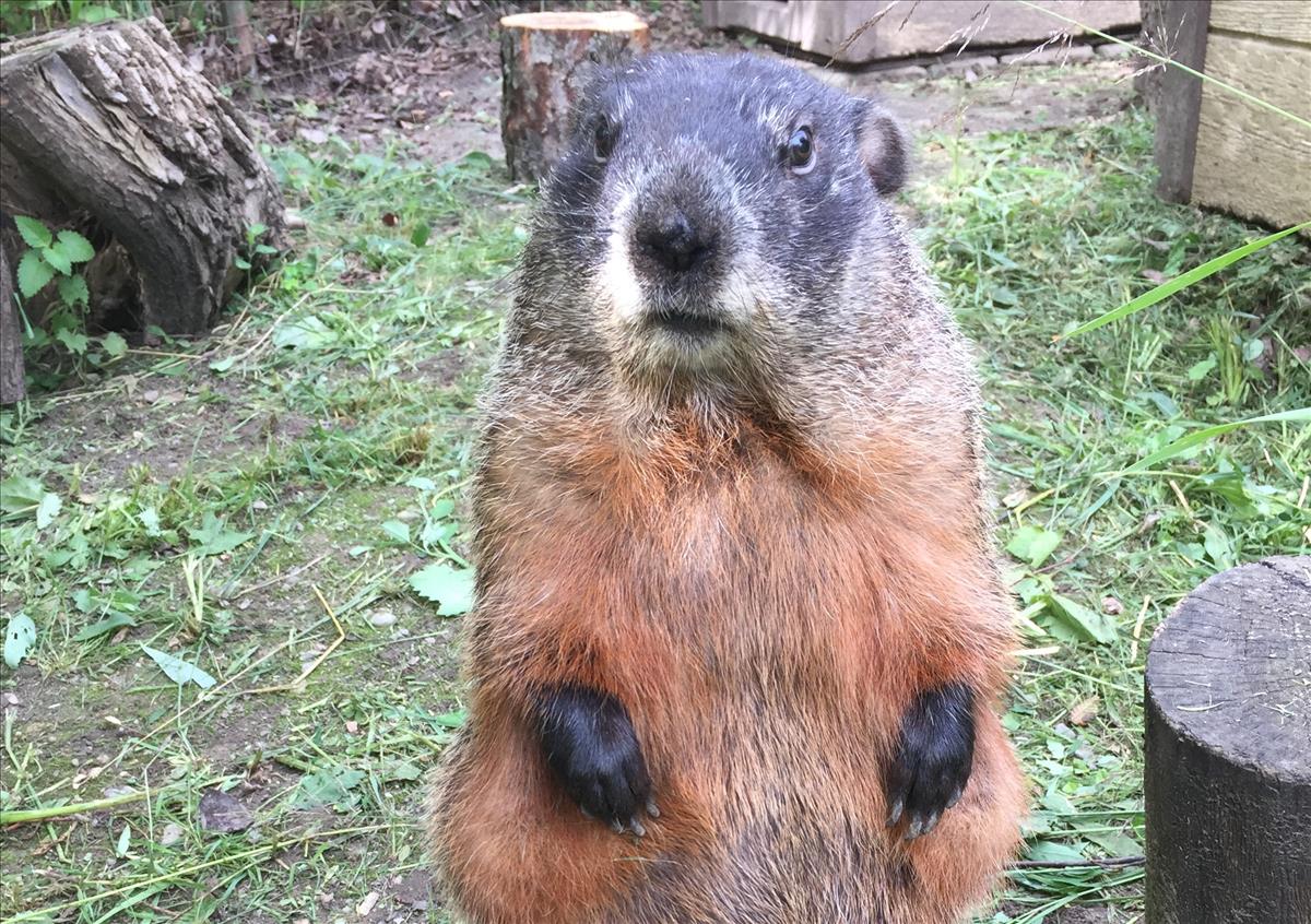 Woodchuck