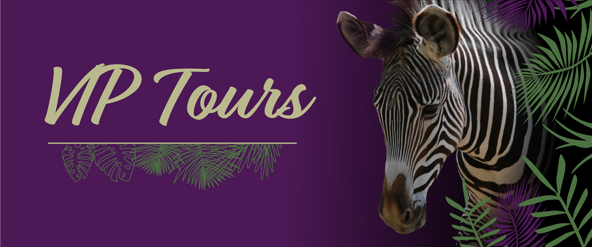 VIP Tours