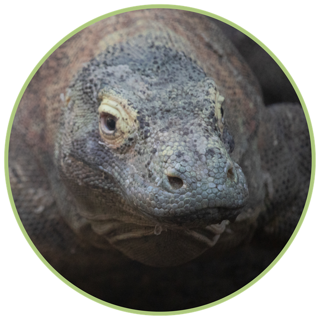 Kilat the Komodo Dragon