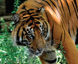 Sumatran TIGERS
